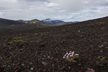 vignette Islande_1812.jpg