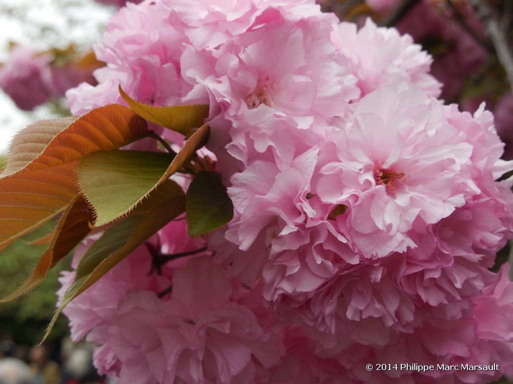 /ecran/Japon_2014_0284.jpg