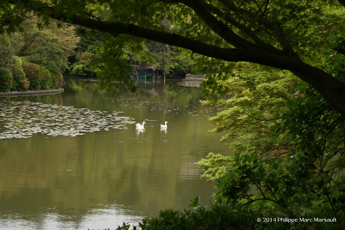 /ecran/Japon_2014_0380.jpg