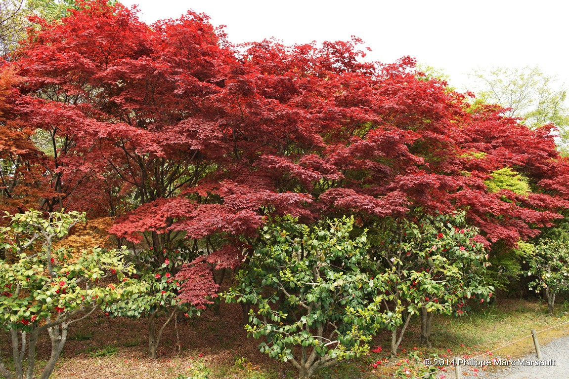 /ecran/Japon_2014_0432.jpg