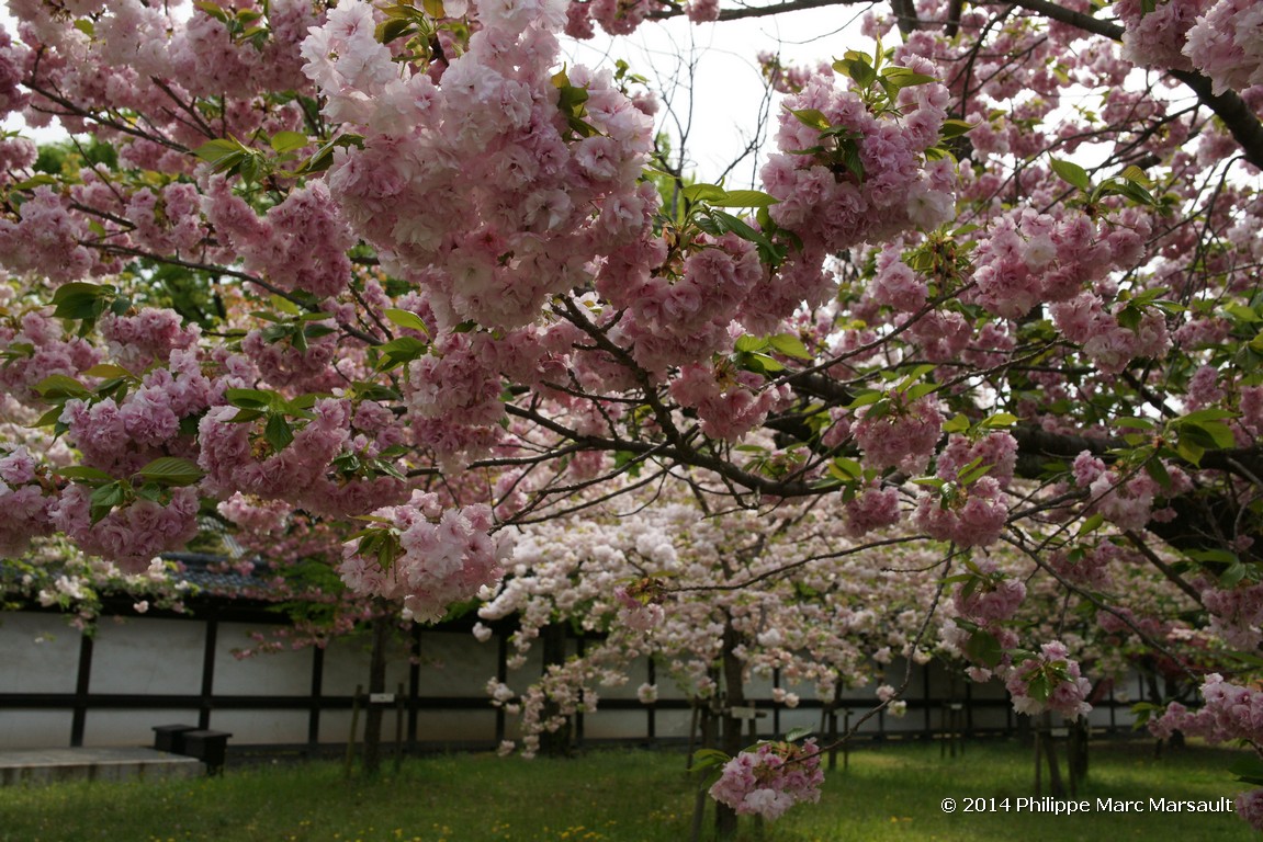 /ecran/Japon_2014_0442.jpg