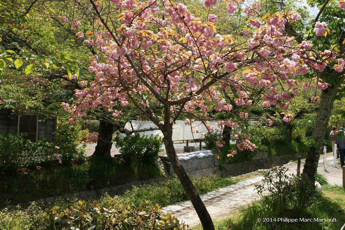 /ecran/Japon_2014_0556.jpg