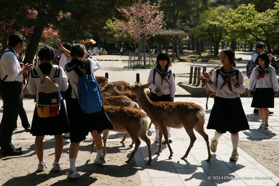 /ecran/Japon_2014_0746.jpg