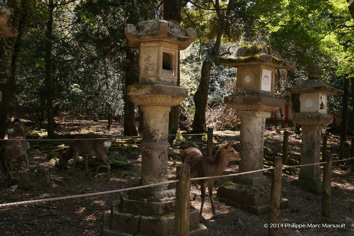 /ecran/Japon_2014_0826.jpg