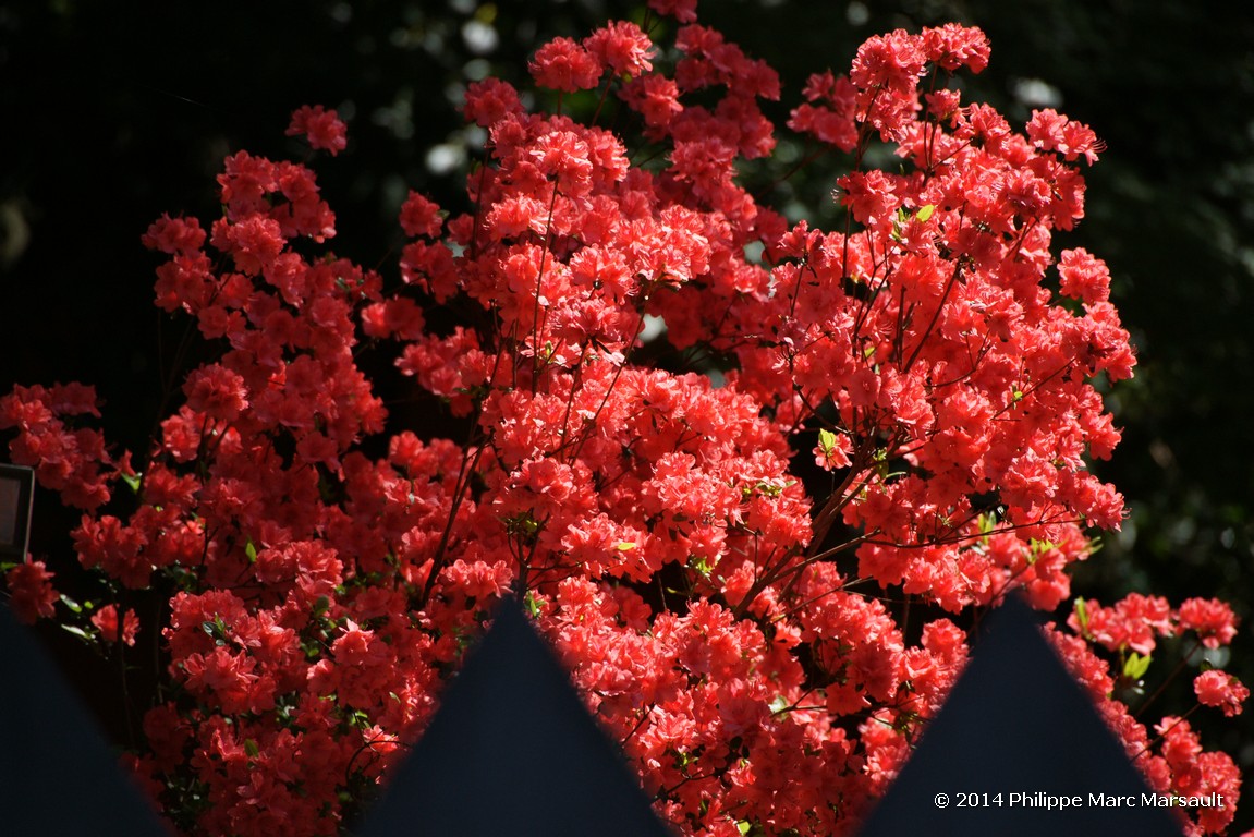 /ecran/Japon_2014_0847.jpg