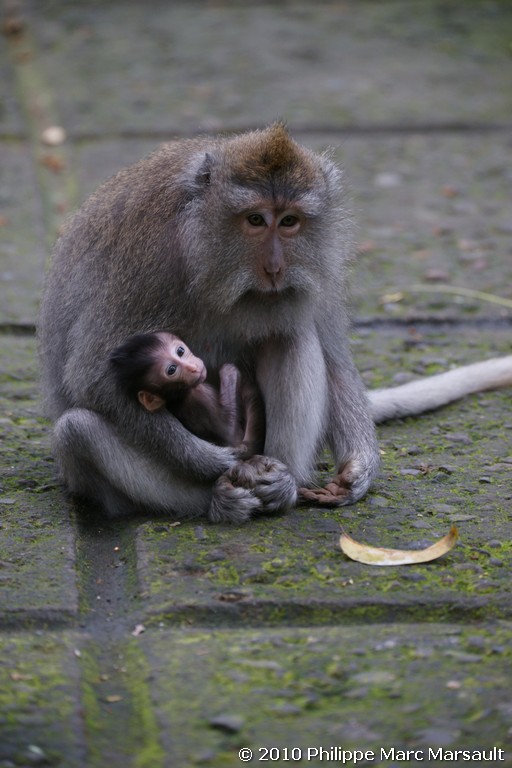 /ecran/Indonesie_2010_1590.jpg