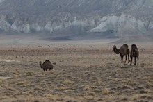 vignette Kazakhstan_0265.jpg 