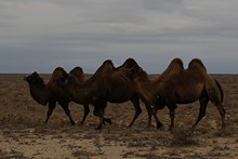 vignette Kazakhstan_0585.jpg 