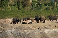 vignette Laos_0127.jpg 