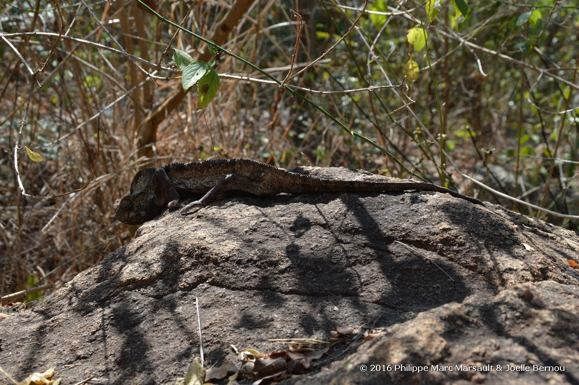 /ecran/Madagascar_2016_0463.jpg