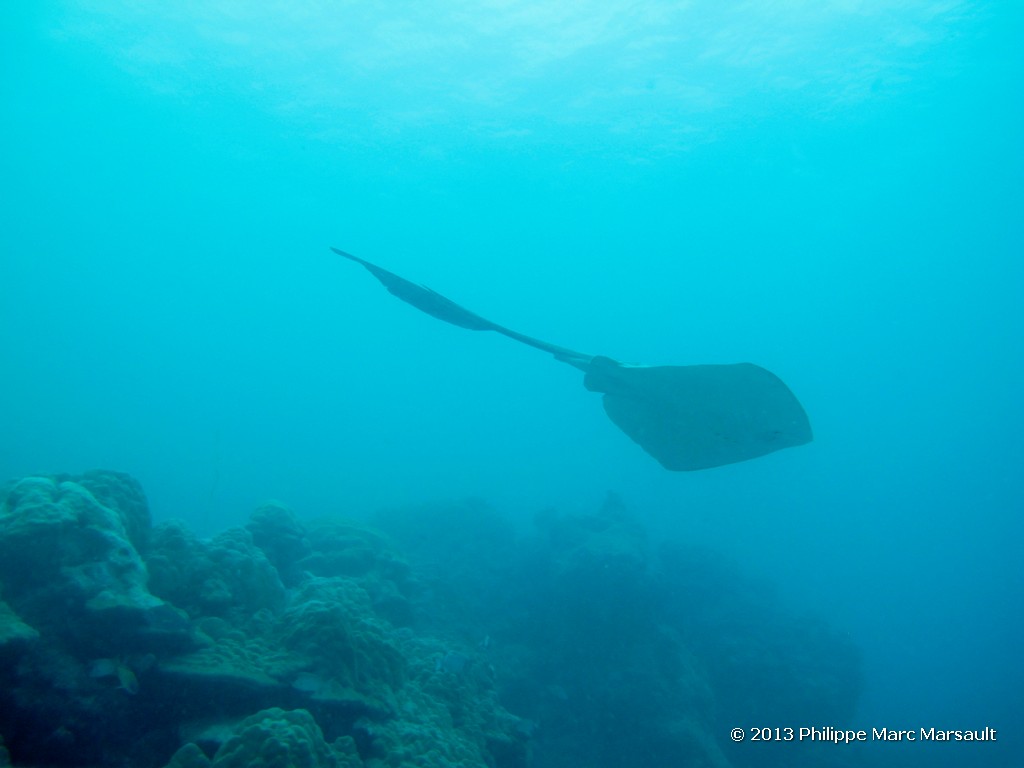 /ecran/Maldives_sud_0028.jpg