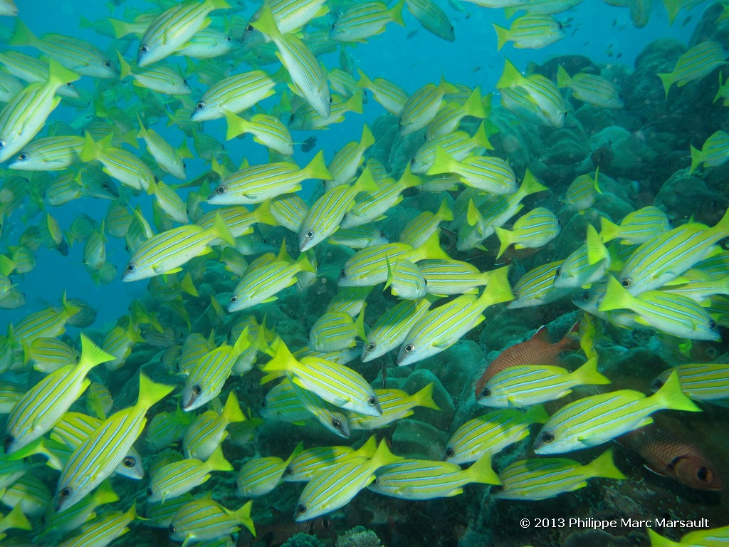 /ecran/Maldives_sud_0030.jpg