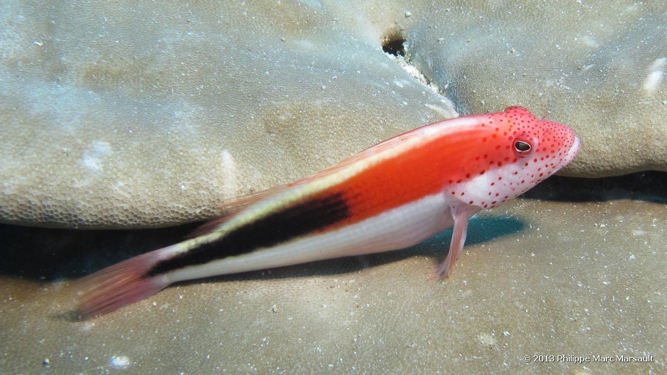 /ecran/Maldives_sud_0039.jpg