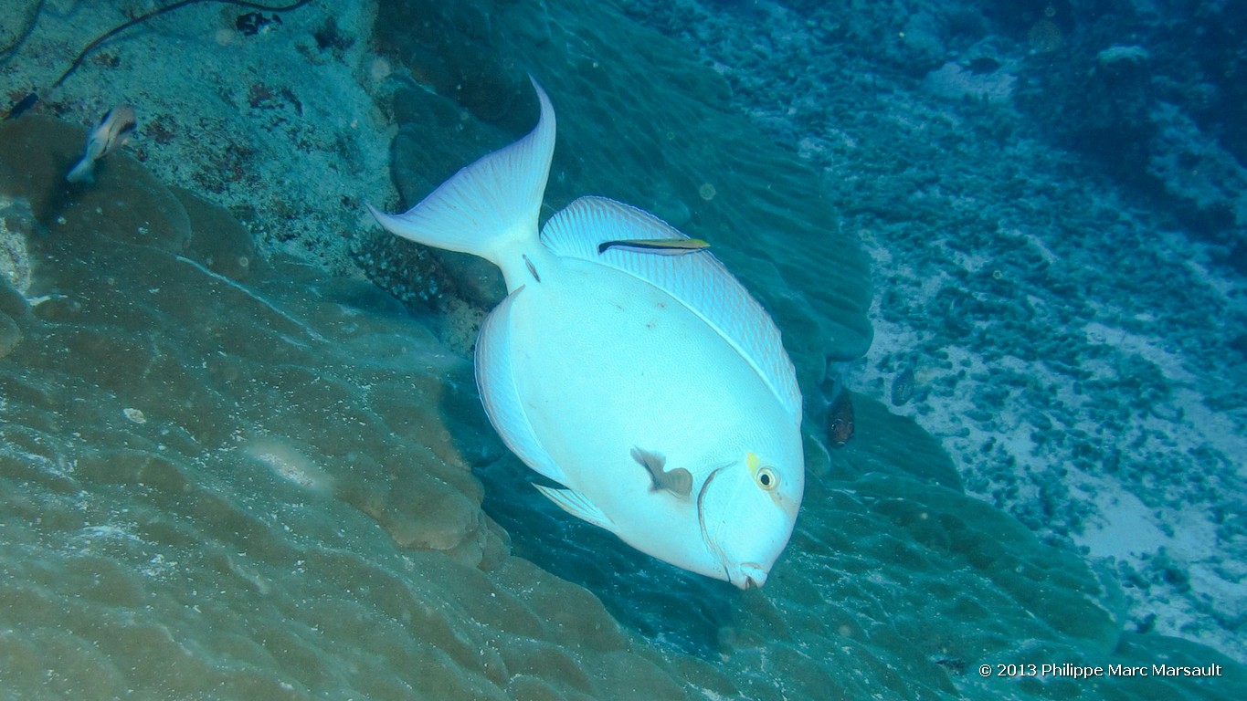/ecran/Maldives_sud_0043.jpg