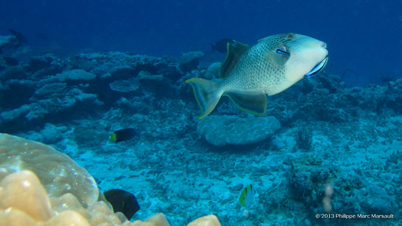 /ecran/Maldives_sud_0044.jpg