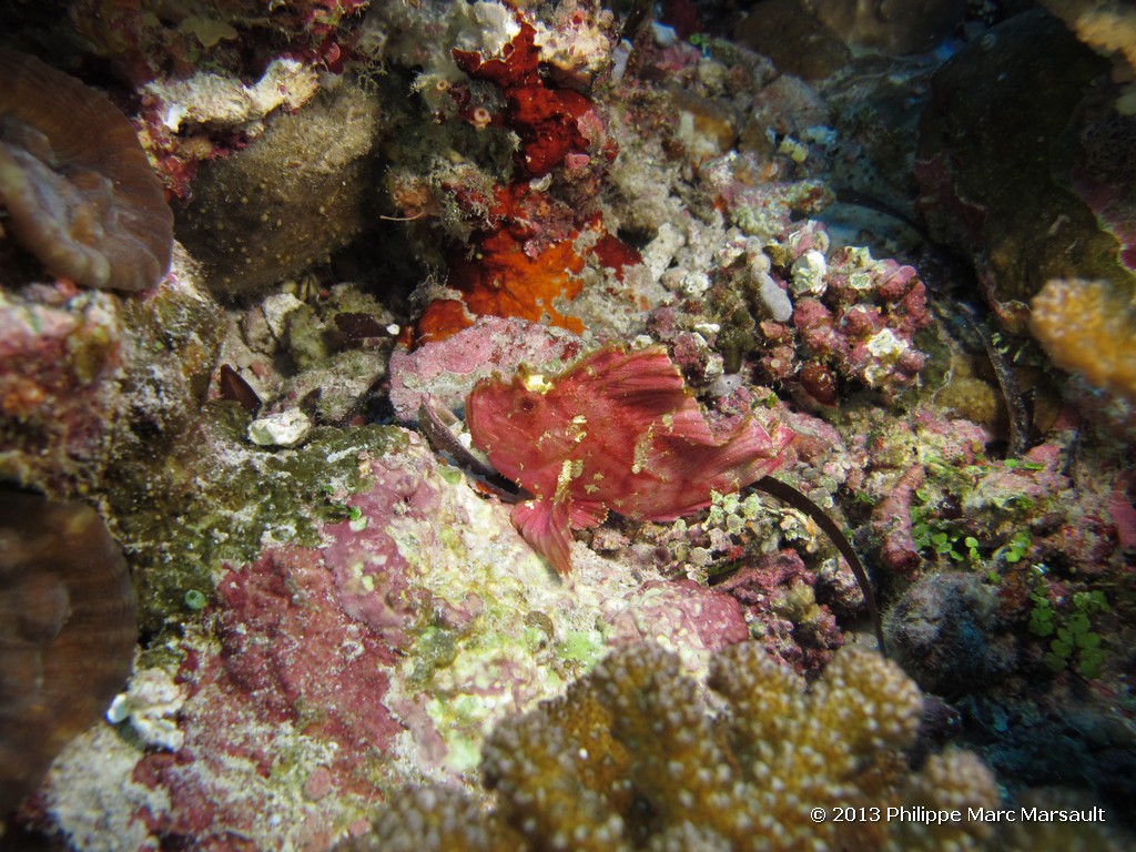 /ecran/Maldives_sud_0093.jpg