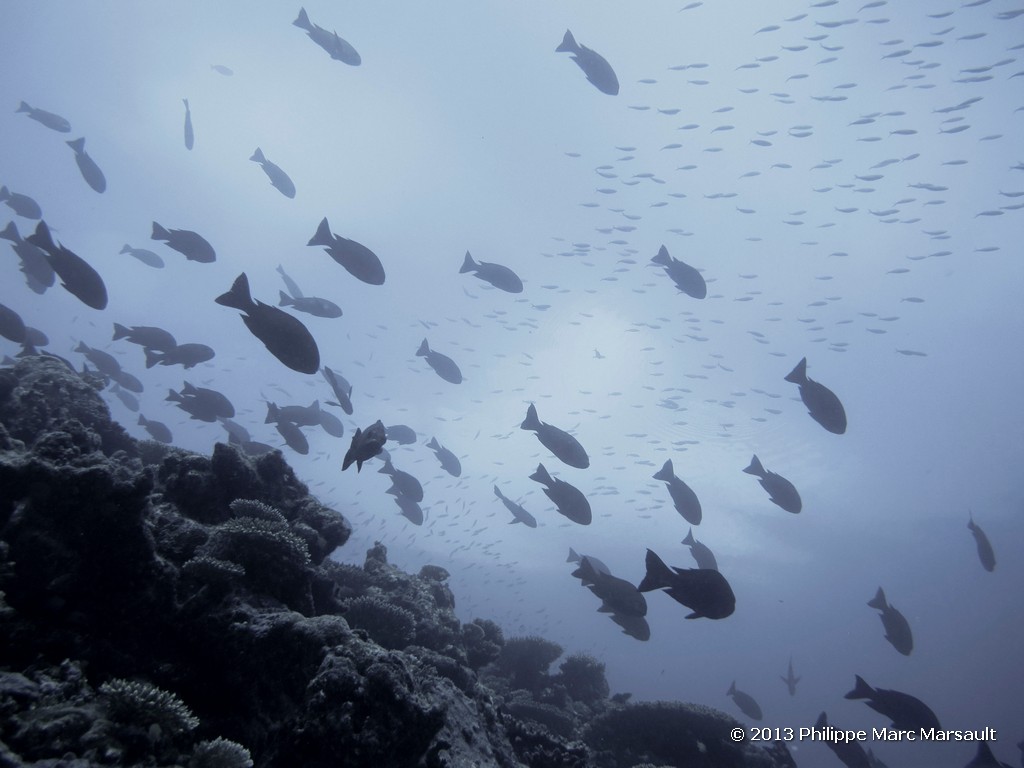 /ecran/Maldives_sud_0135.jpg