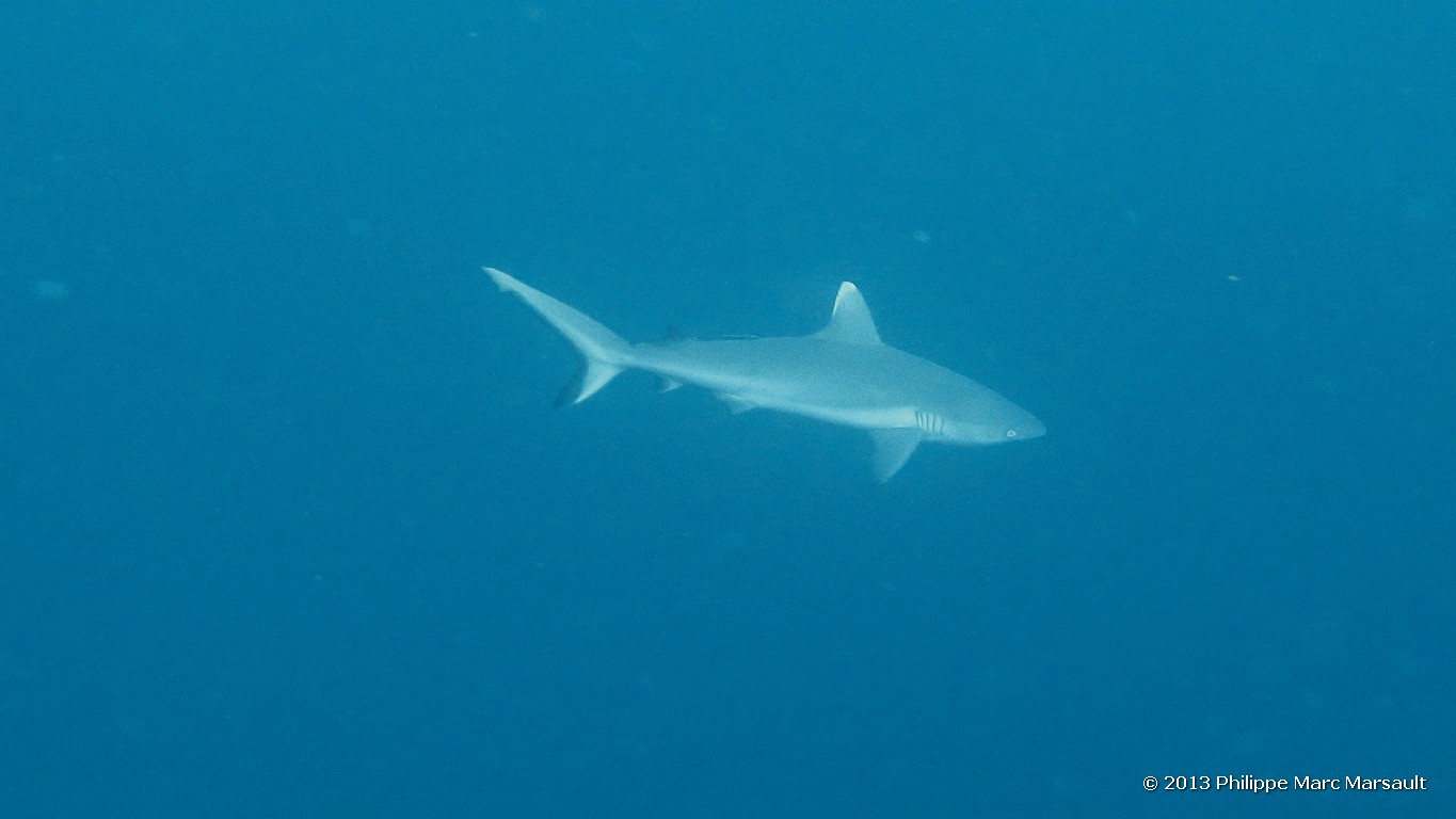 /ecran/Maldives_sud_0141.jpg