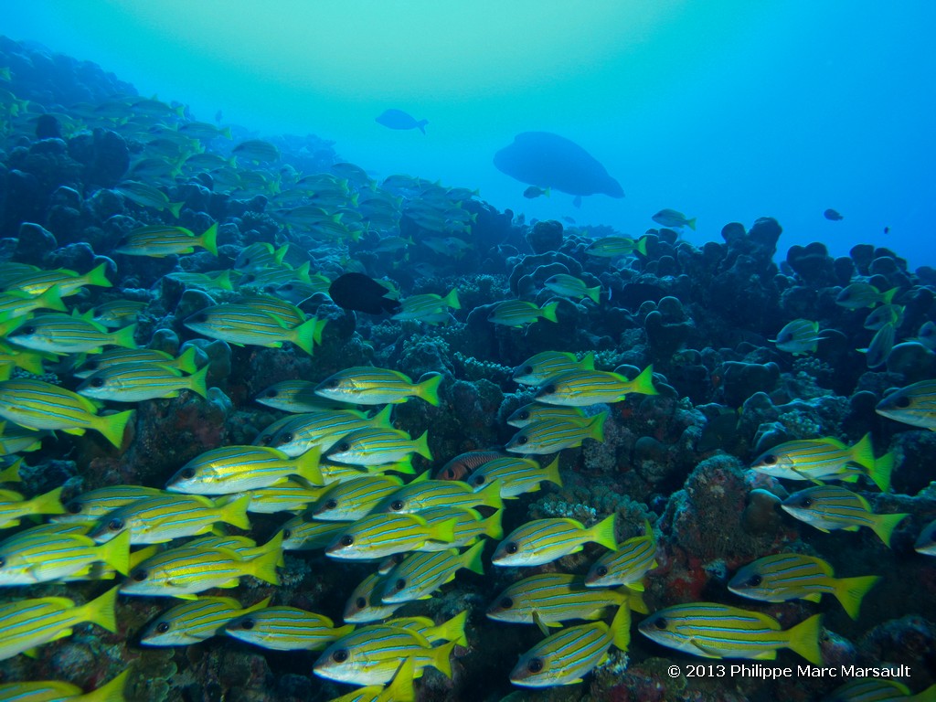 /ecran/Maldives_sud_0170.jpg