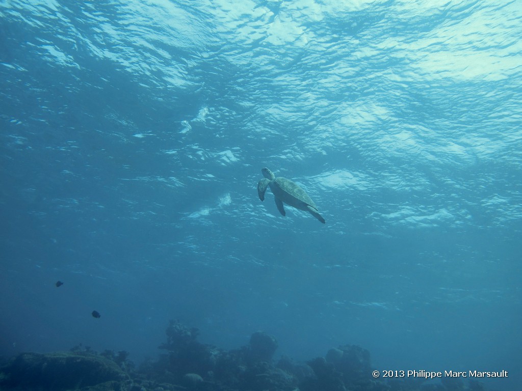 /ecran/Maldives_sud_0177.jpg