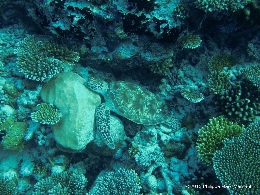 /ecran/Maldives_sud_0178.jpg