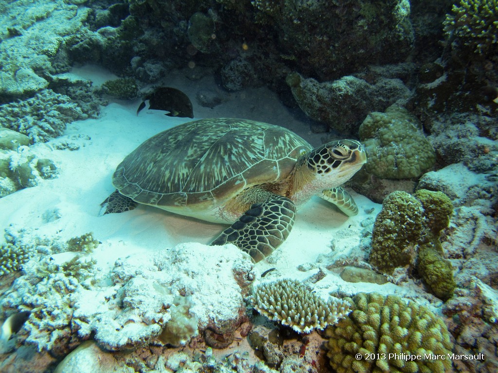 /ecran/Maldives_sud_0182.jpg