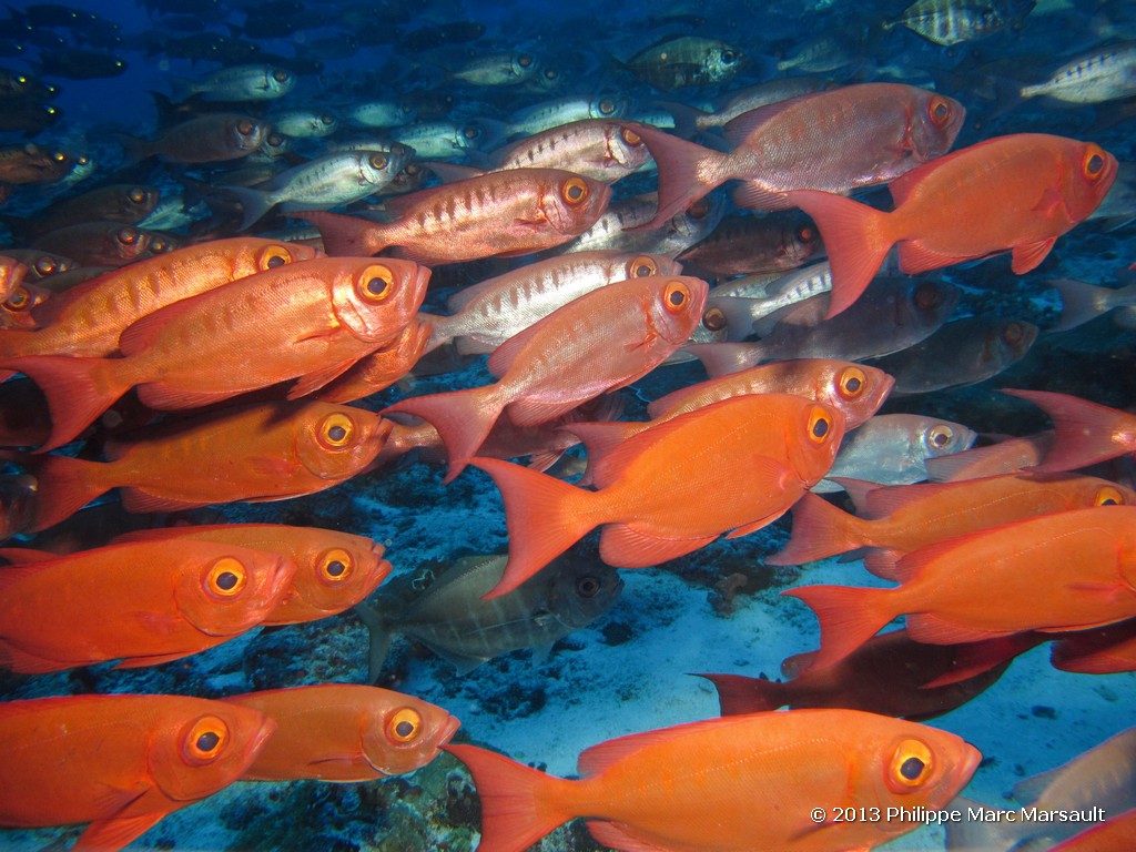 /ecran/Maldives_sud_0185.jpg