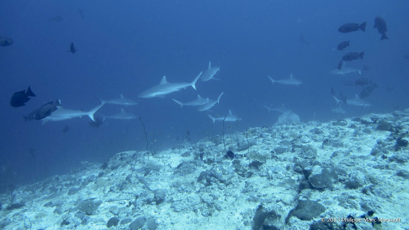 /ecran/Maldives_sud_0209.jpg