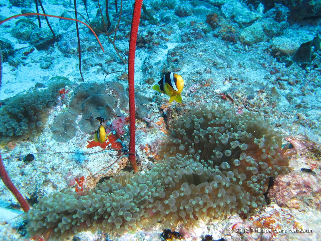 /ecran/Maldives_sud_0213.jpg