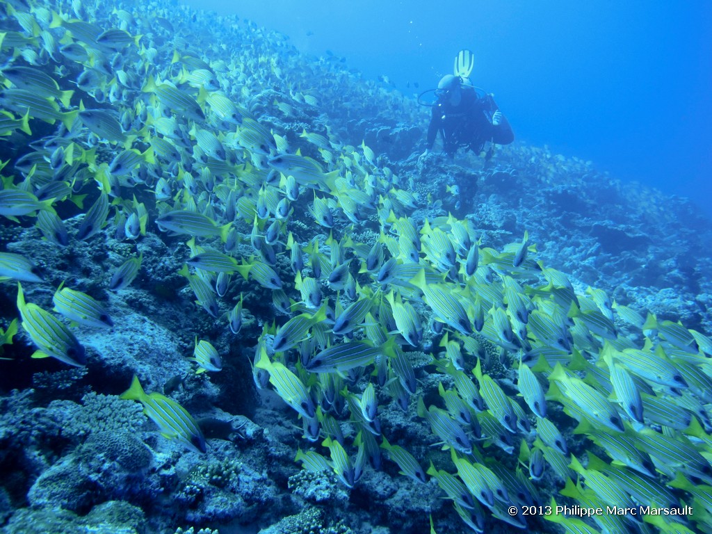 /ecran/Maldives_sud_0222.jpg