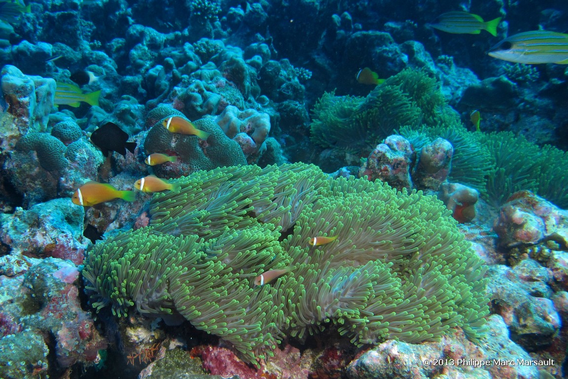 /ecran/Maldives_sud_0227.jpg