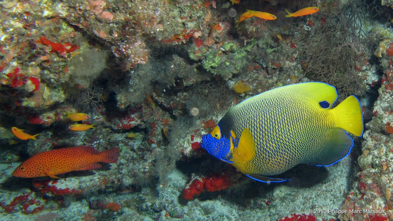 /ecran/Maldives_sud_0242.jpg