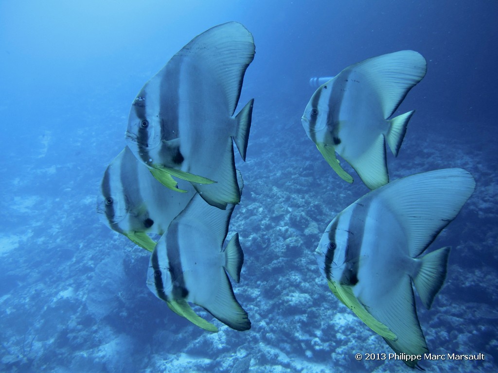 /ecran/Maldives_sud_0255.jpg