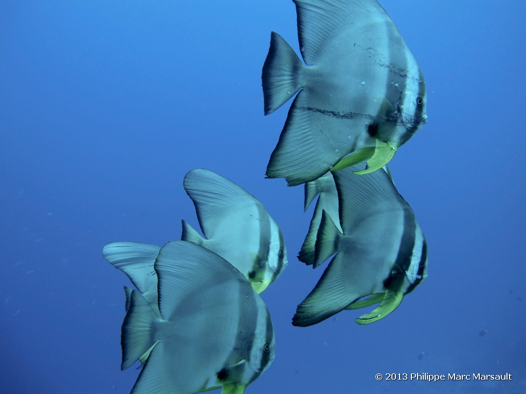 /ecran/Maldives_sud_0262.jpg