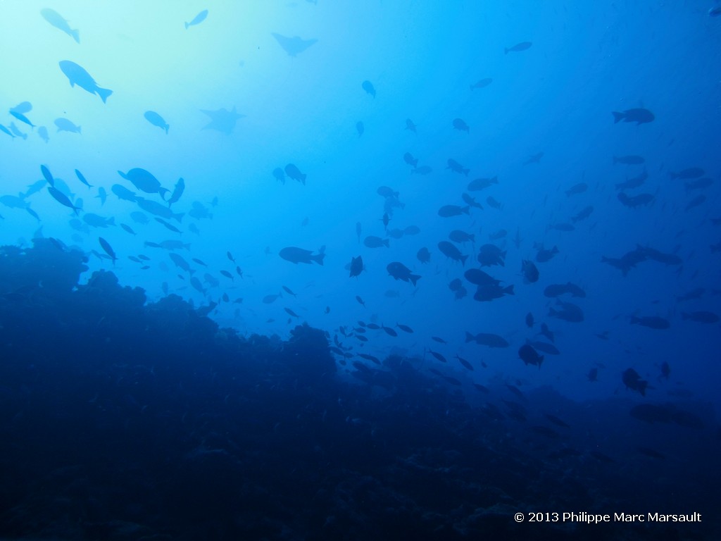 /ecran/Maldives_sud_0267.jpg