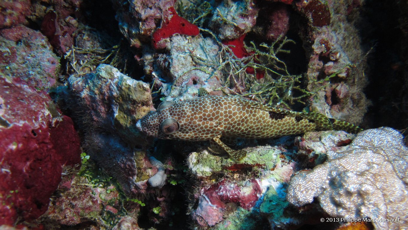 /ecran/Maldives_sud_0276.jpg