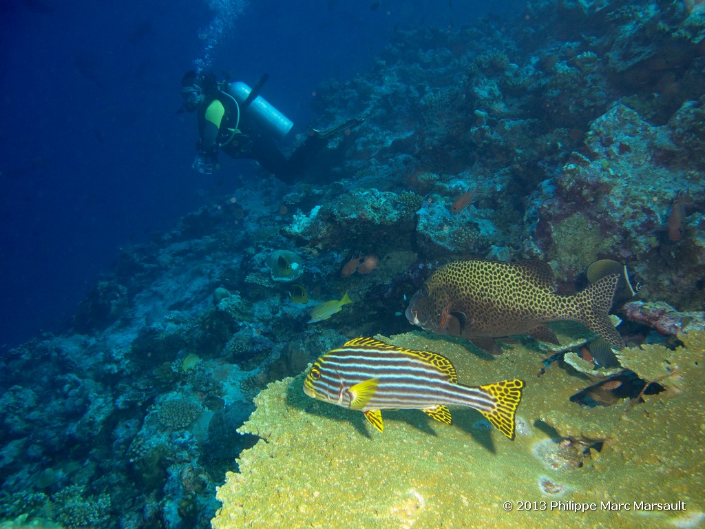/ecran/Maldives_sud_0282.jpg