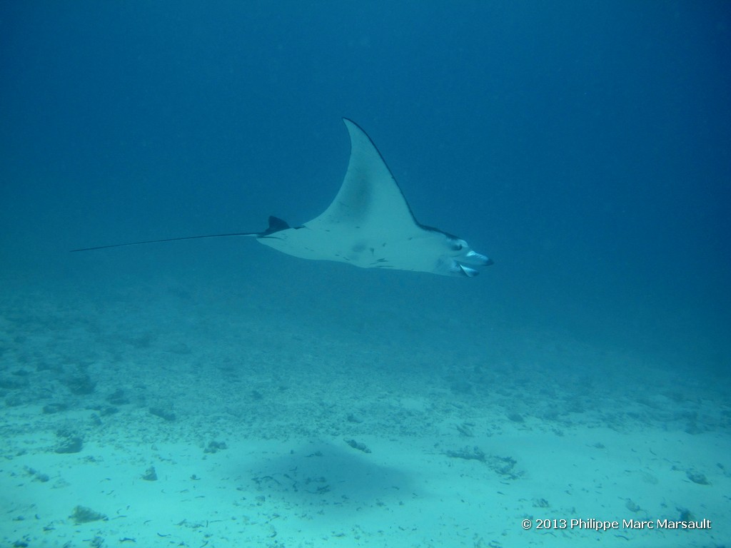 /ecran/Maldives_sud_0303.jpg