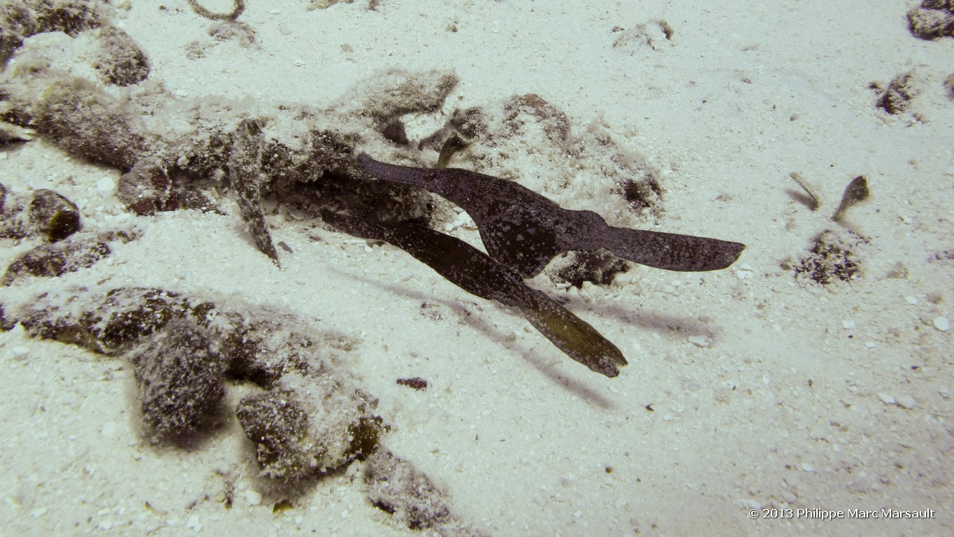 /ecran/Maldives_sud_0307.jpg