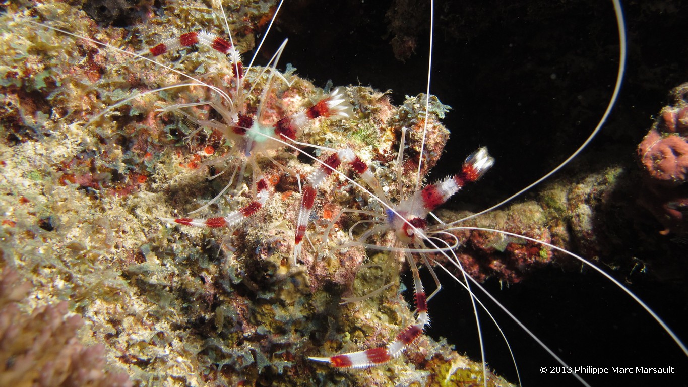 /ecran/Maldives_sud_0342.jpg
