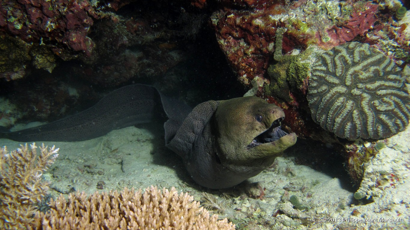 /ecran/Maldives_sud_0344.jpg