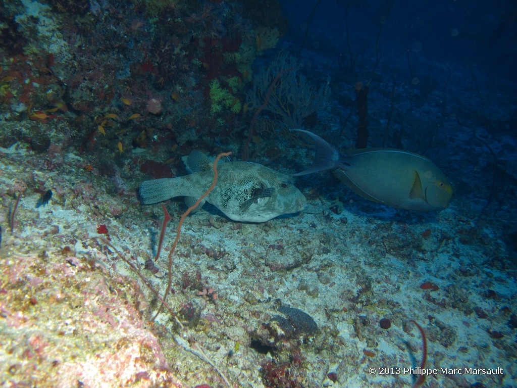 /ecran/Maldives_sud_0356.jpg