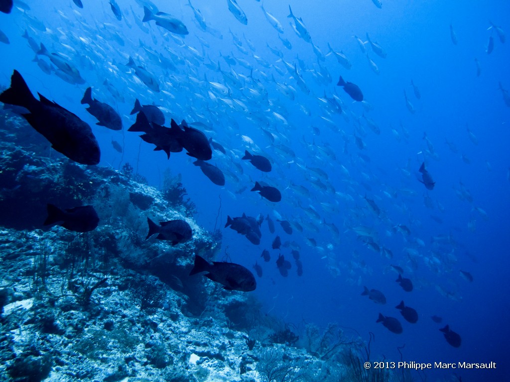 /ecran/Maldives_sud_0370.jpg