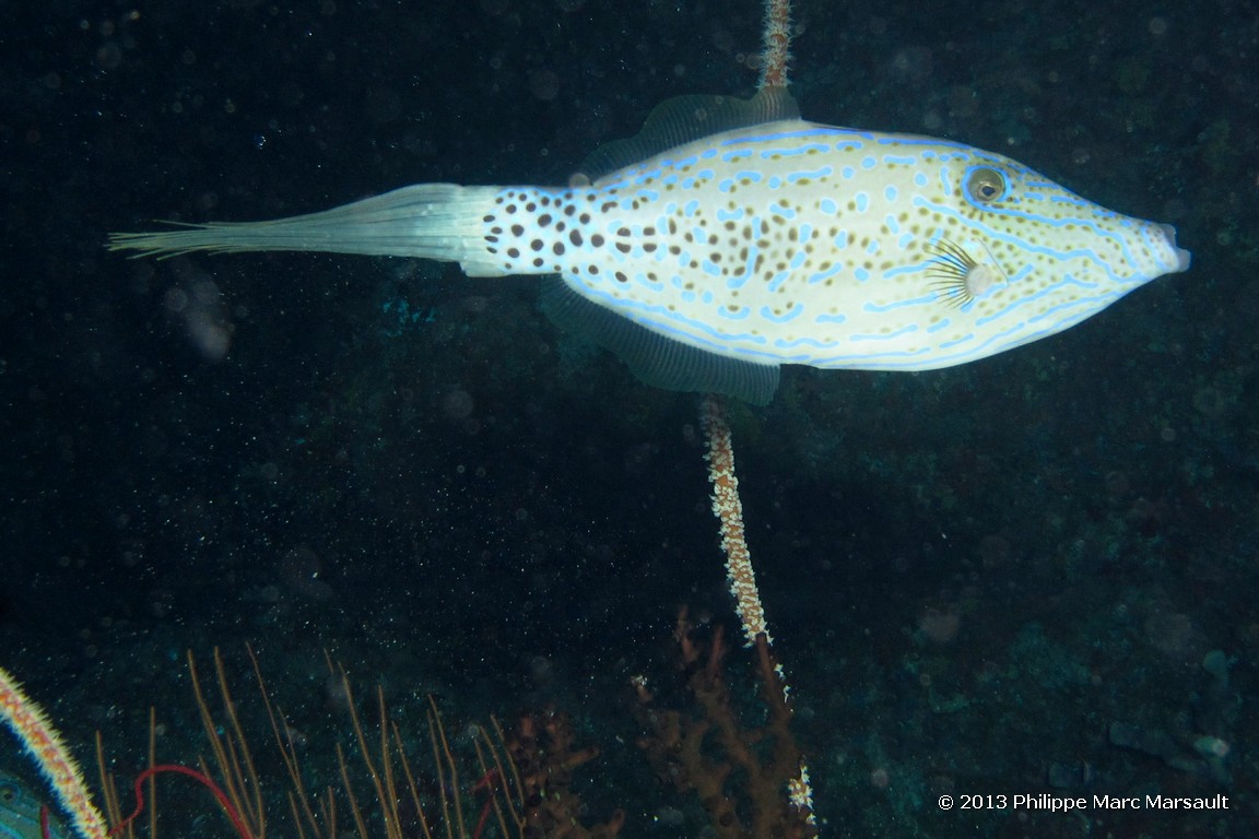 /ecran/Maldives_sud_0372.jpg