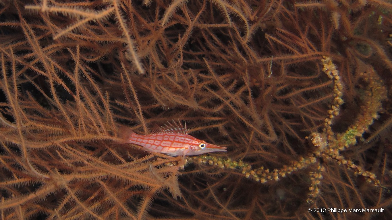 /ecran/Maldives_sud_0376.jpg
