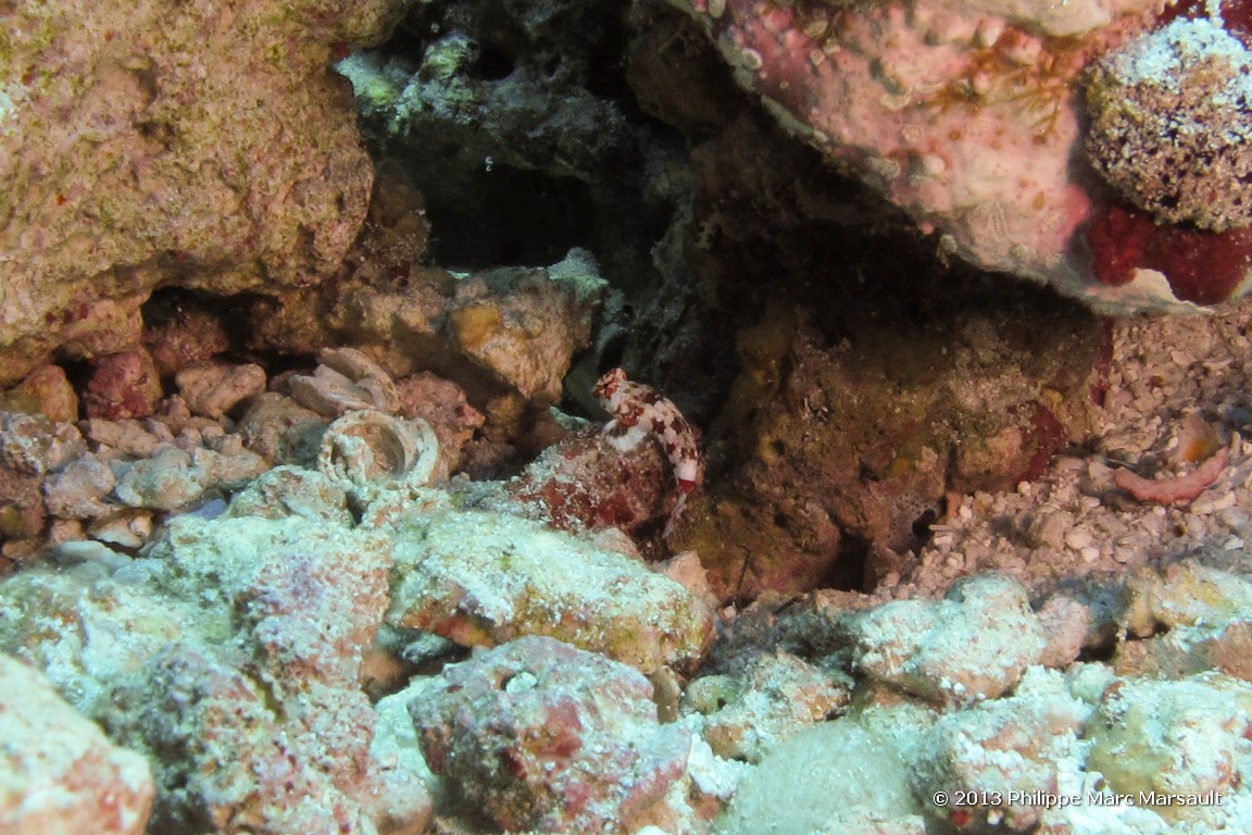 /ecran/Maldives_sud_0393.jpg