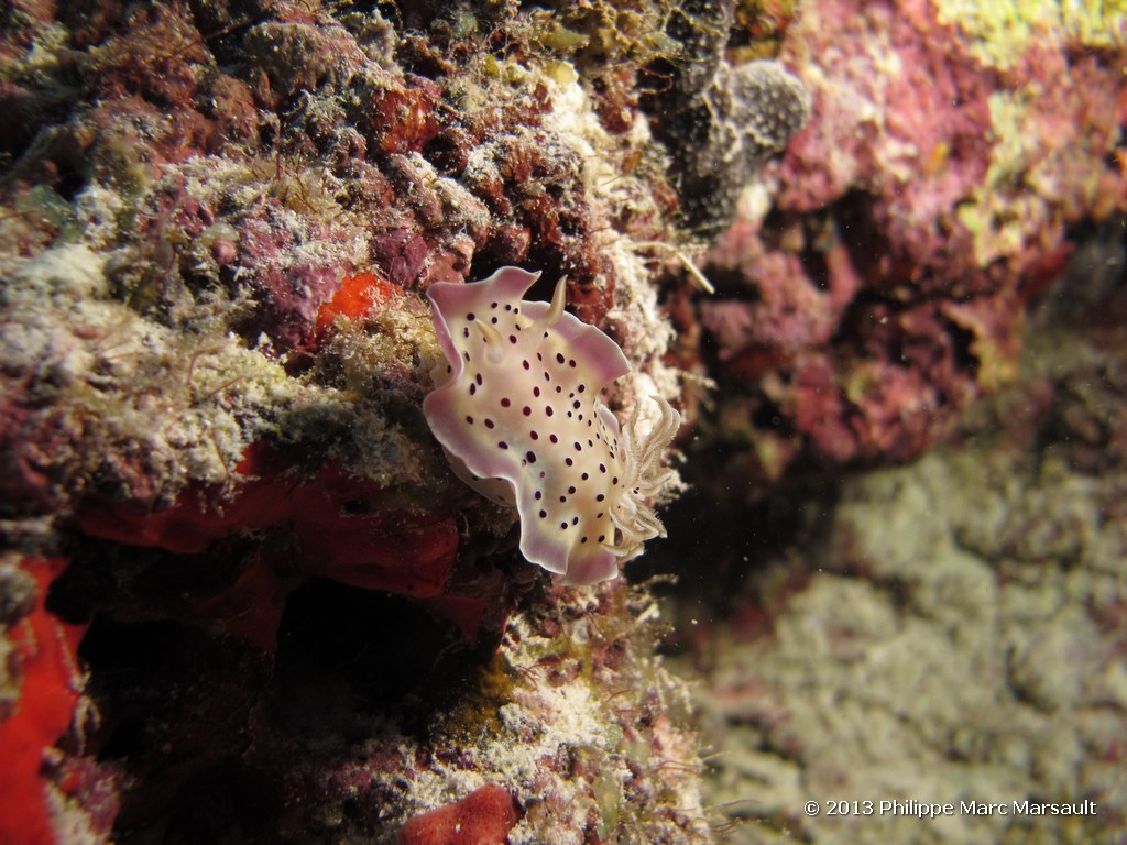 /ecran/Maldives_sud_0412.jpg