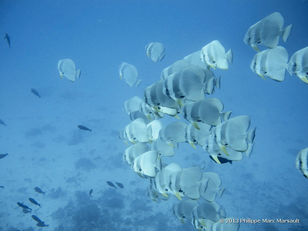 /ecran/Maldives_sud_0419.jpg