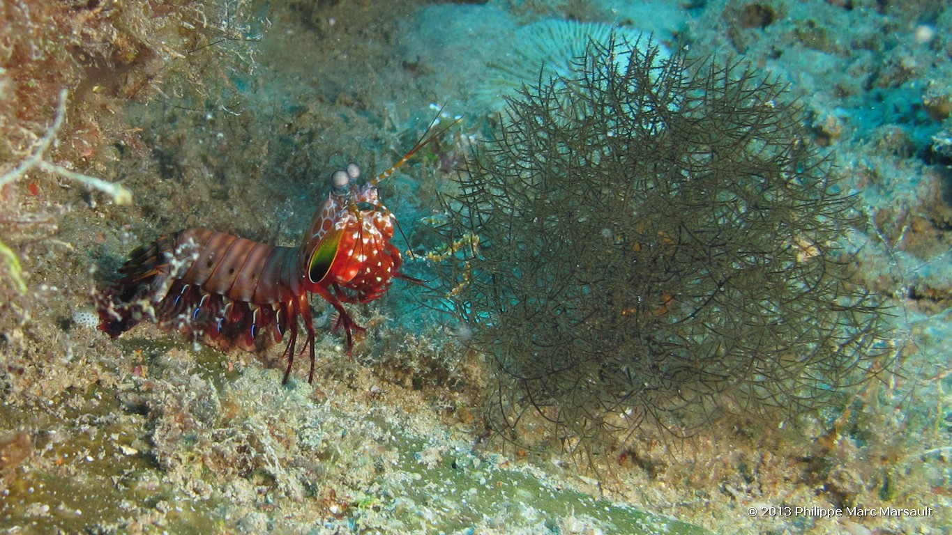/ecran/Maldives_sud_0437.jpg