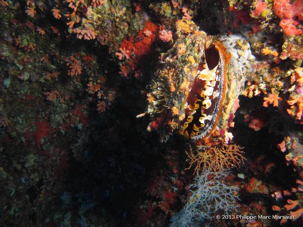 /ecran/Maldives_sud_0449.jpg